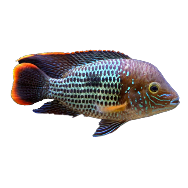 Imagem do peixe Green Terror